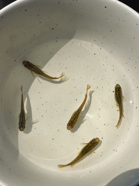 なかよしめだか